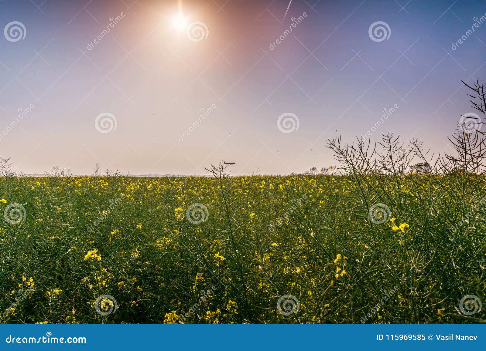 field of yellow flowers, sun and airplane