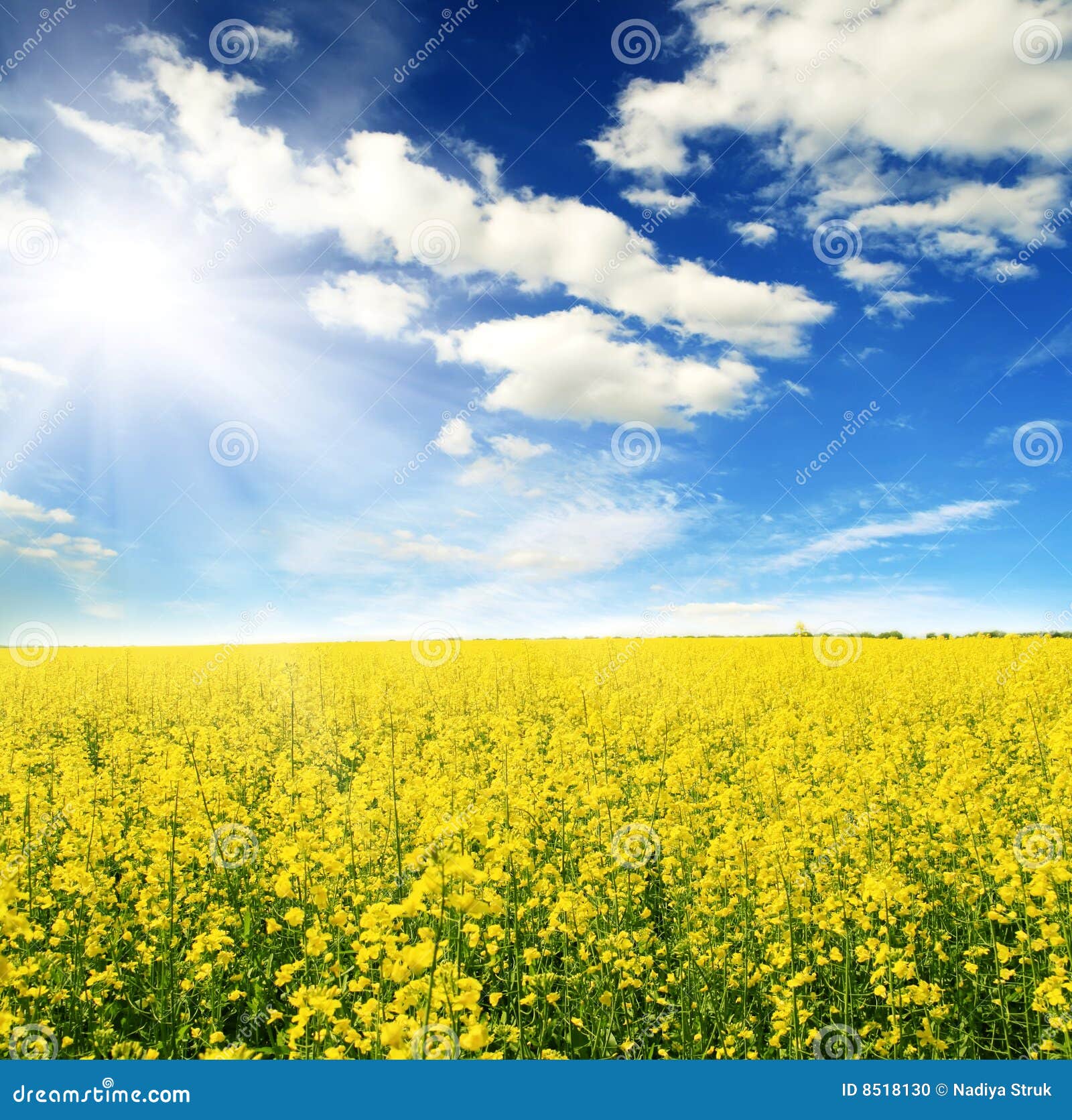 Field Of Yellow Flowers And Sun Sky Stock Photo - Image: 8518130