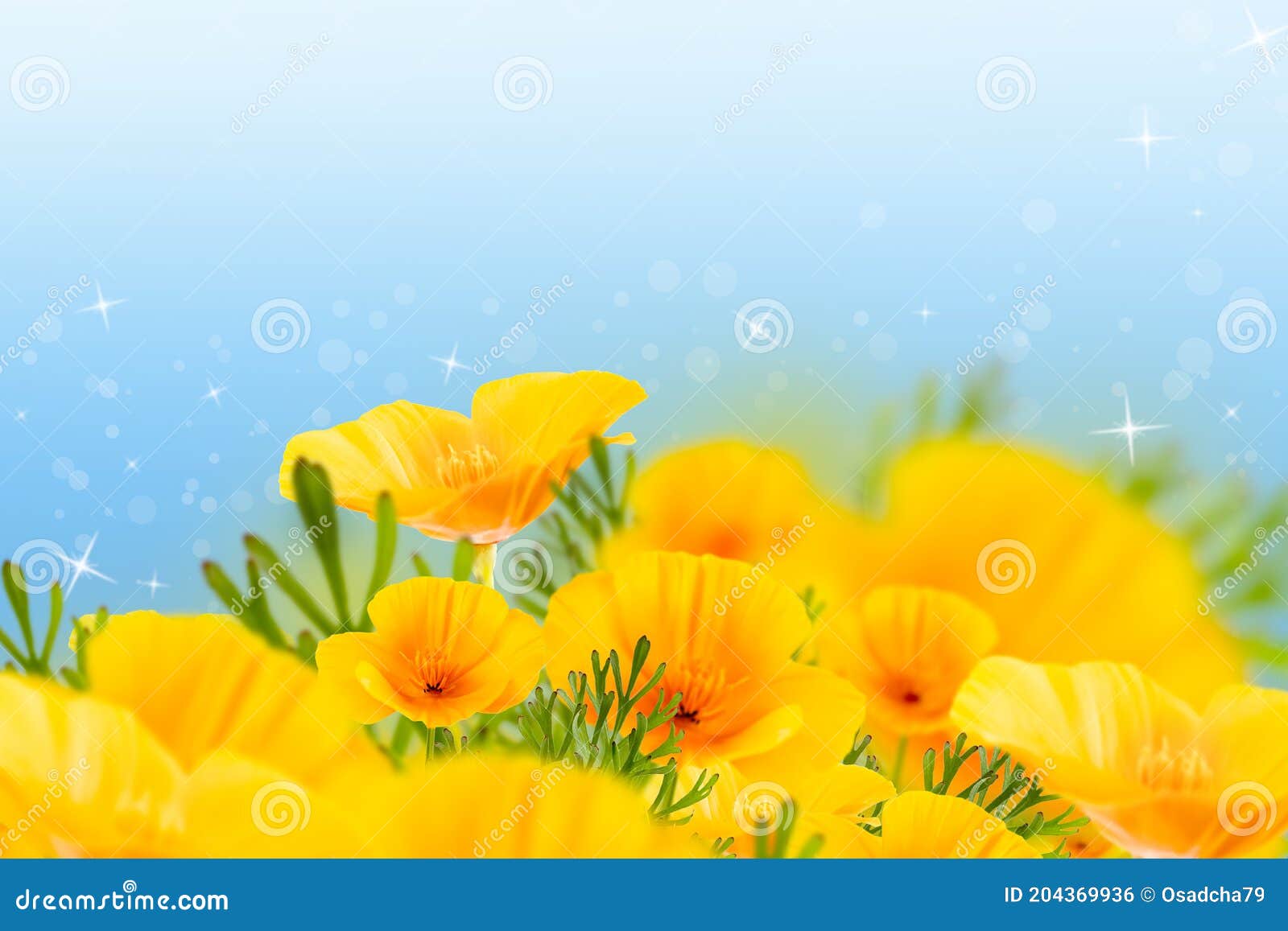 Field of Yellow Flowers Under Blue Sky Stock Photo Image of landscape