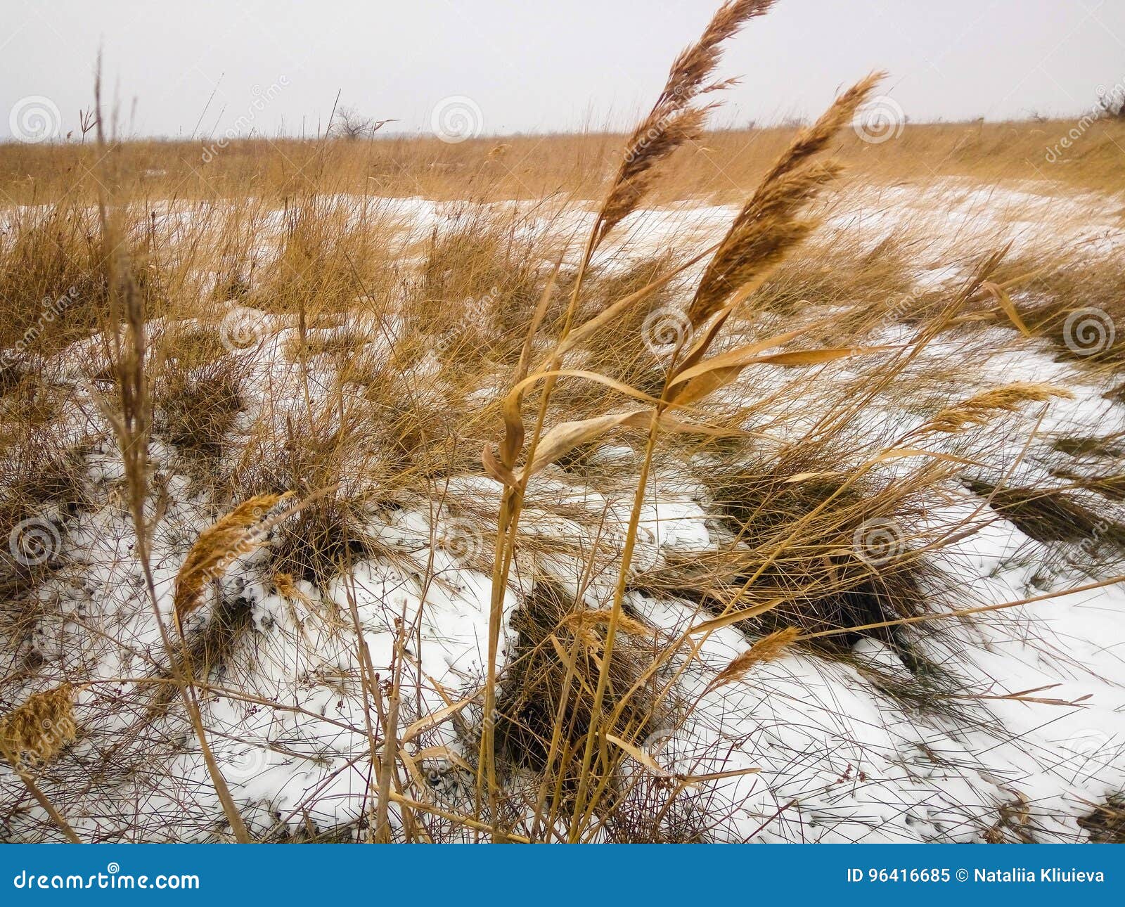 Field of Yellow Grass in the Snow Stock Image Image of winter, ears