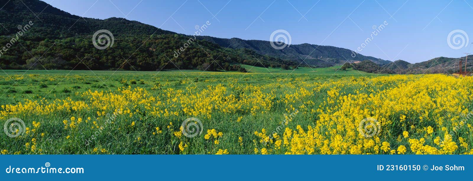 Field Of Yellow Mustard Plants Stock Photo 23160150
