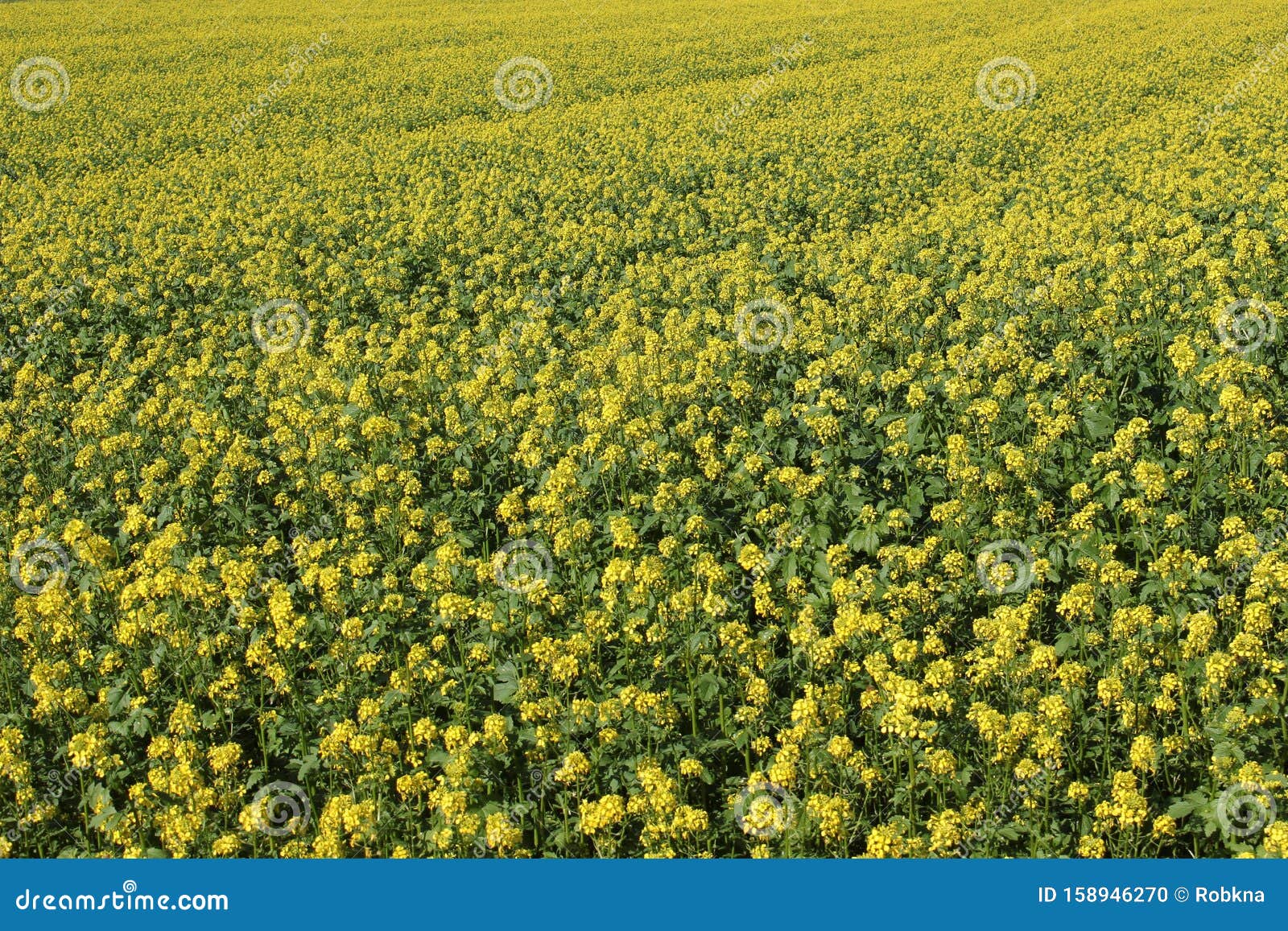 field of yellow mustard in the sun sinapsis alba