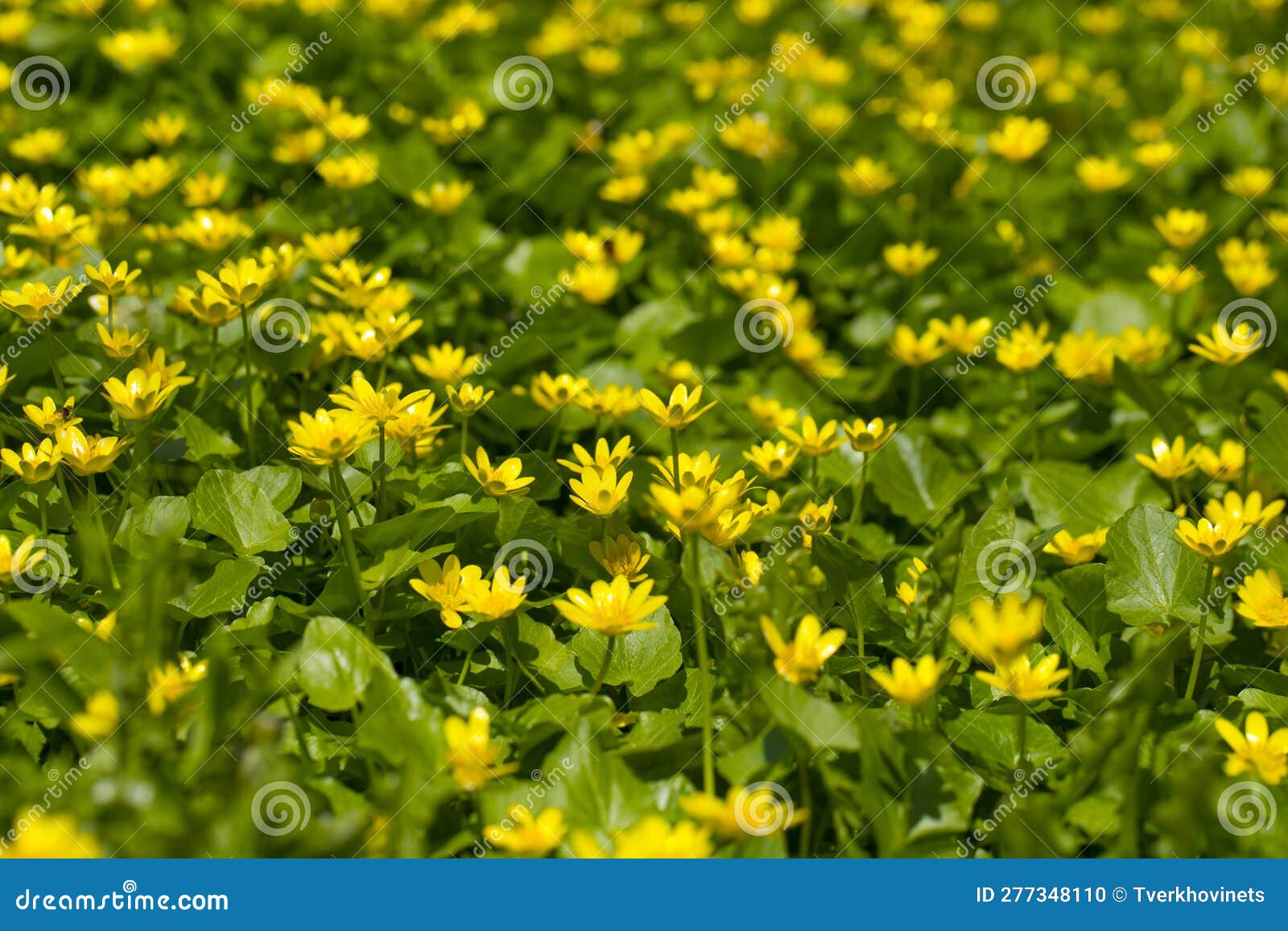 A Field of Yellow Spring Flowers of Lesser Celandine Stock Photo