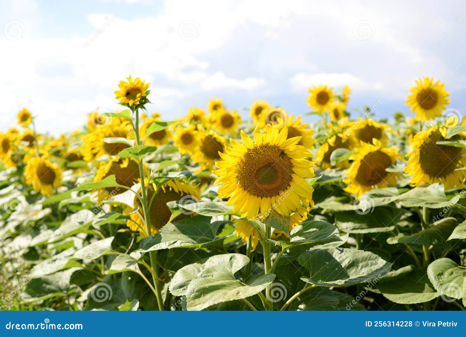 A Field of Yellow Sunflowers on a Background Stock Photo Image of