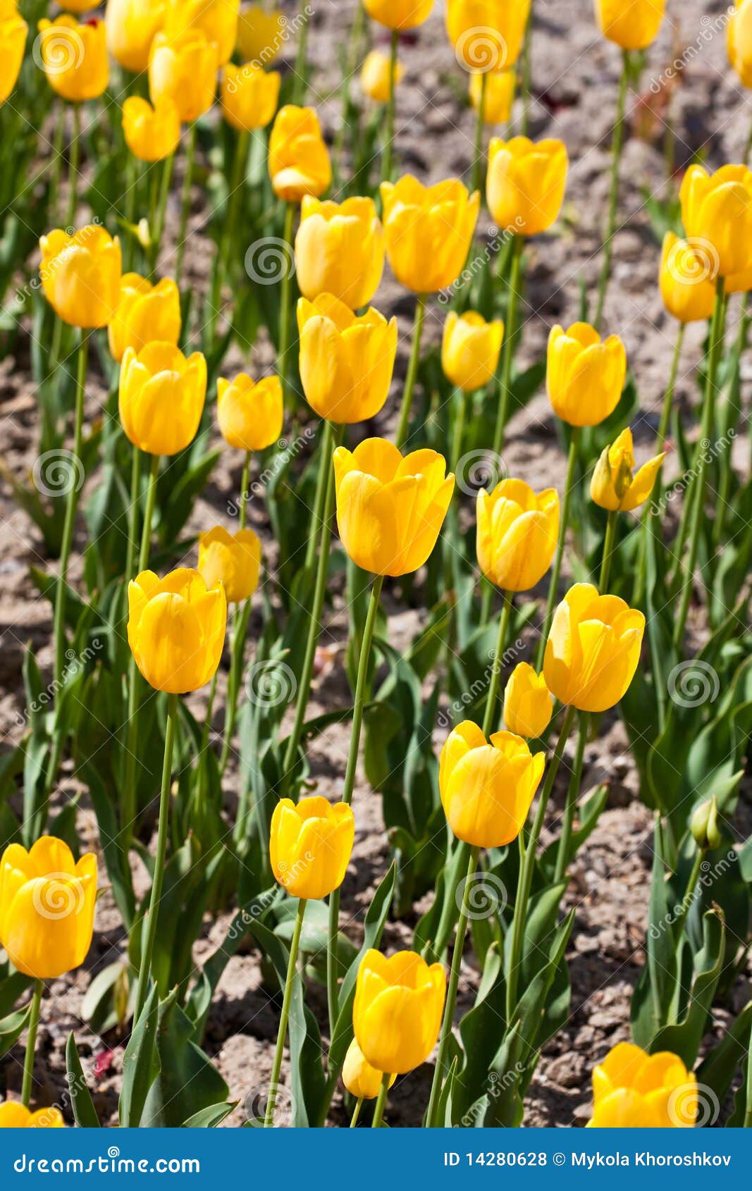 Field of yellow tulips stock photo. Image of flower, light 14280628