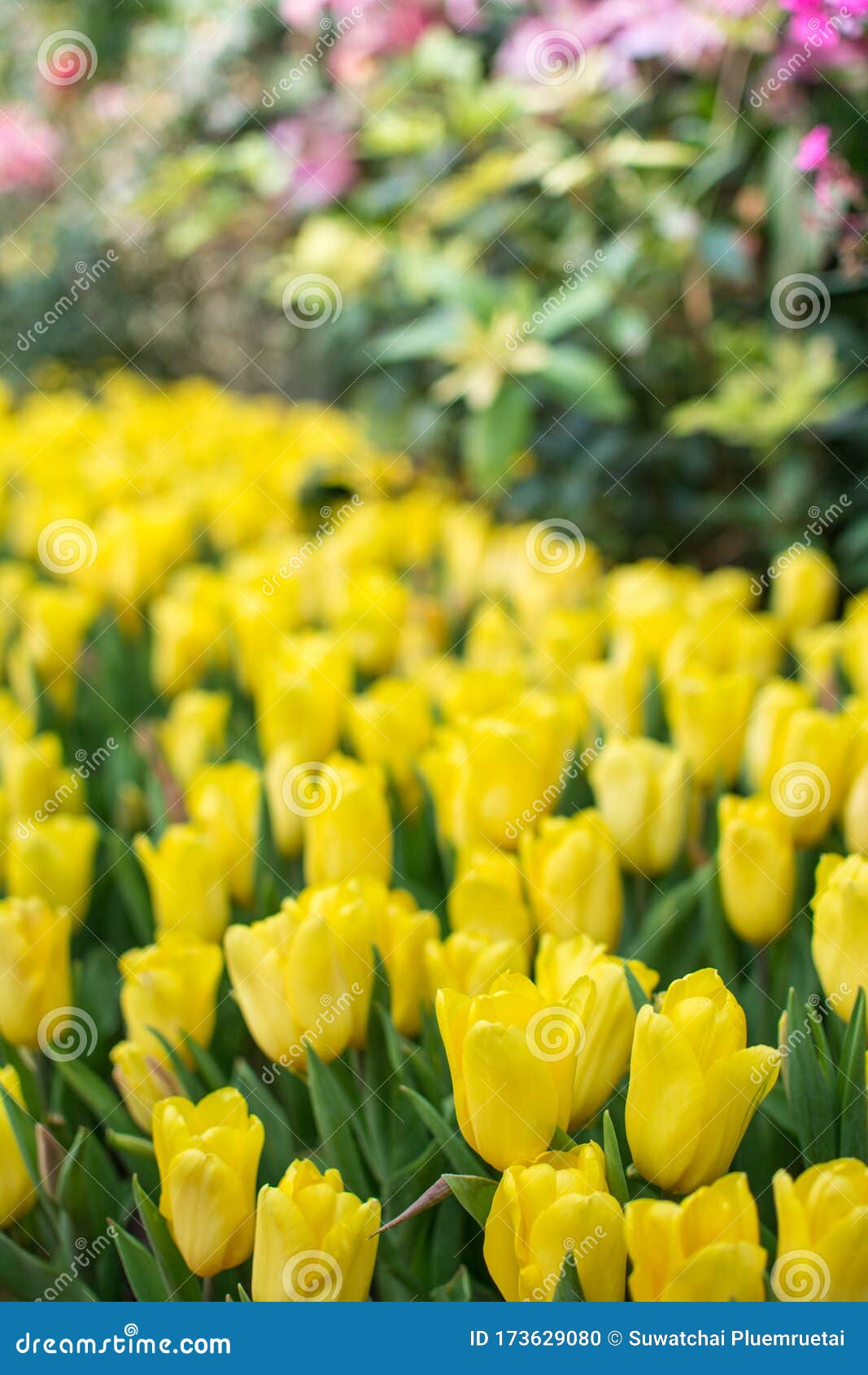 Field of yellow tulips stock photo. Image of easte, colorful 173629080