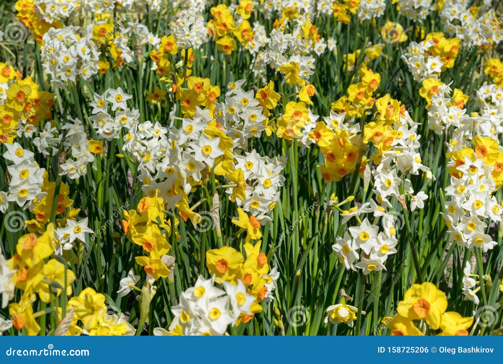 Field with Yellow and White Daffodils Stock Photo - Image of easter ...