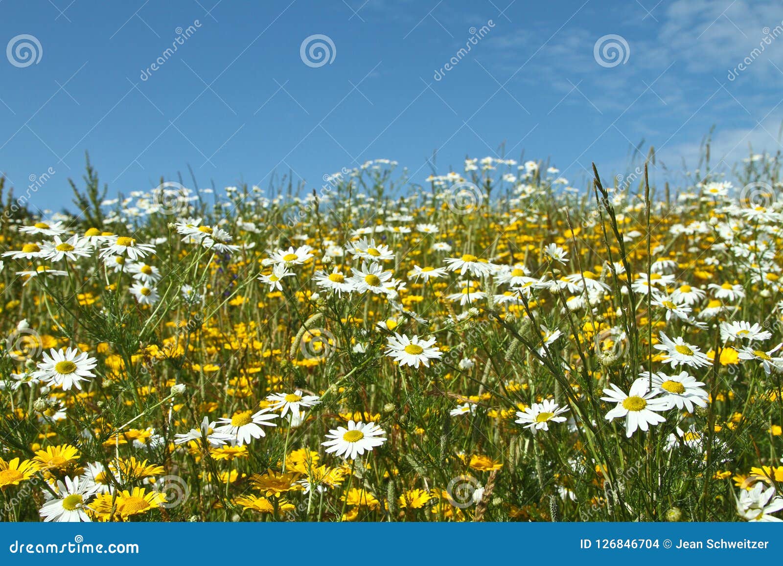 Field with Yellow and White Daisy Flowers Stock Photo Image of daisies, nature 126846704