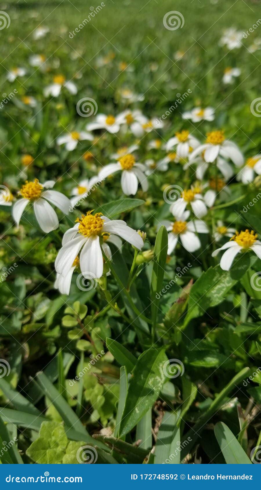 A Field of Yellow Wild Daisies Stock Photo Image of landscaping