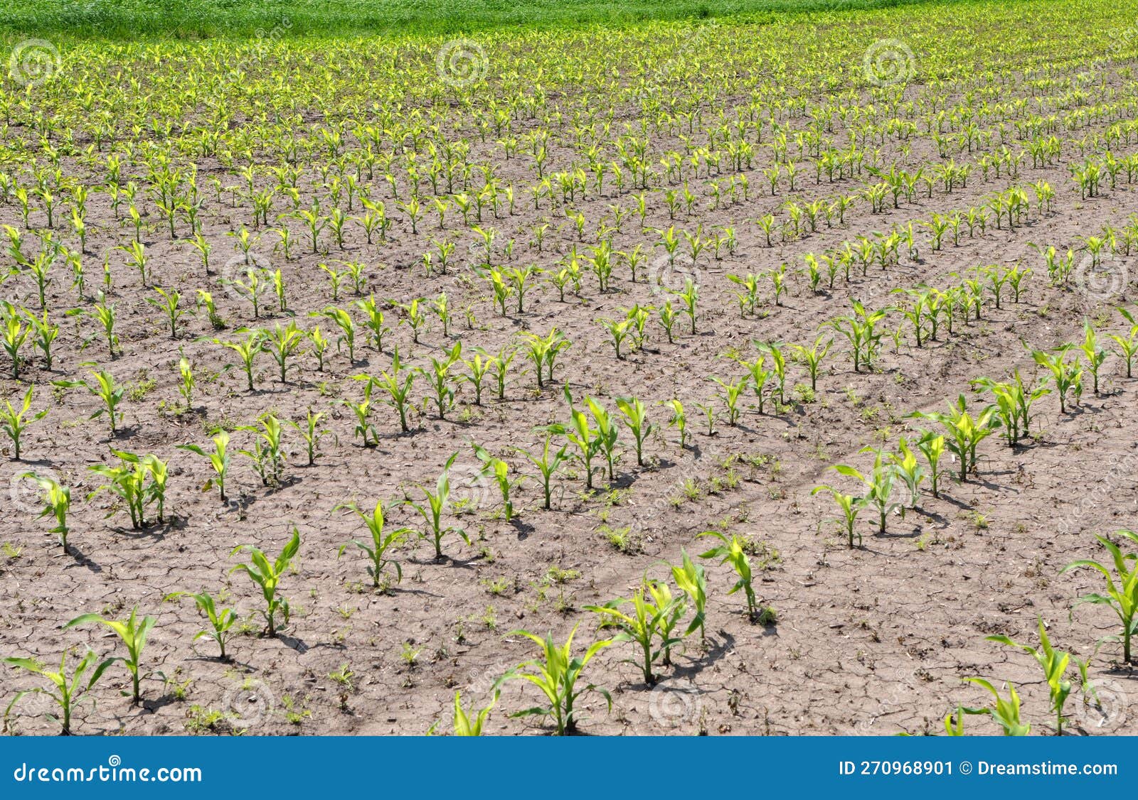 In the Field, Young Corn is Treated with Herbicides To Protect Against