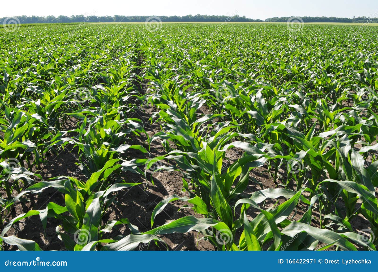 Young Corn Using Herbicides is Protected from Weeds Stock Image Image