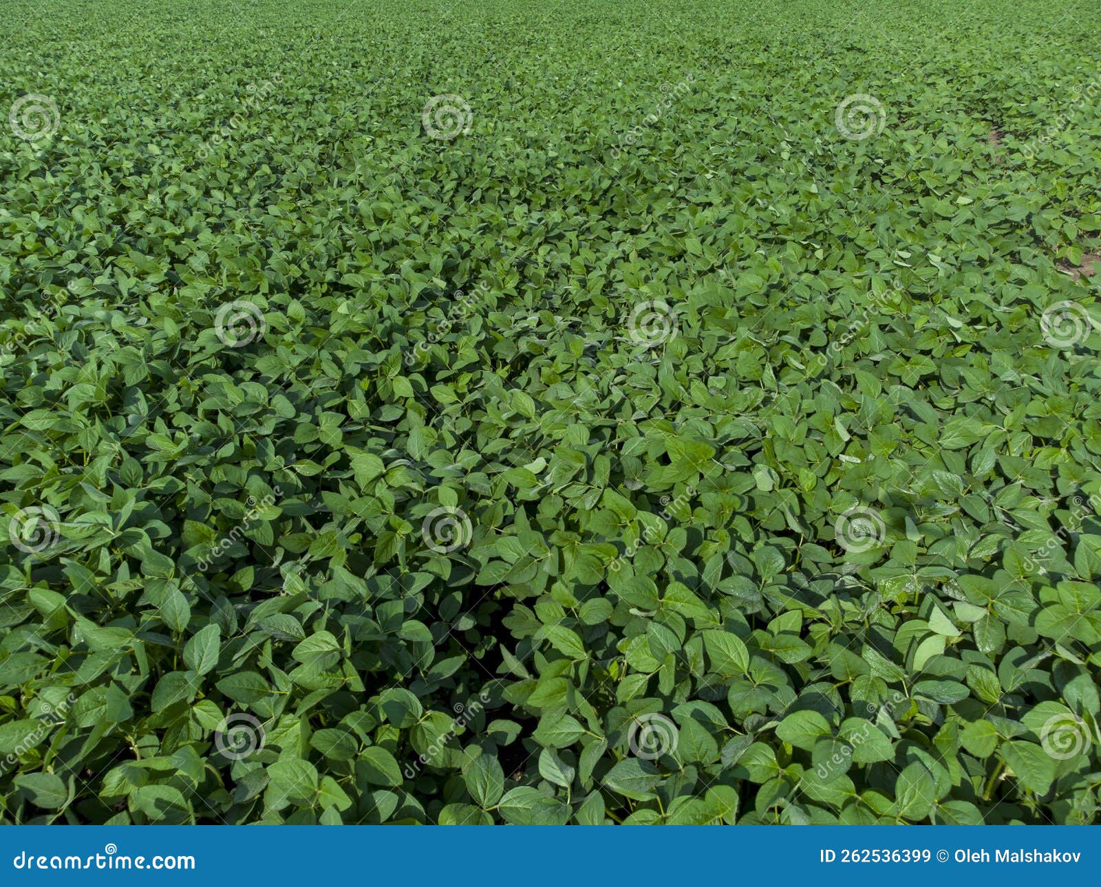 Field with Young Green Soybeans Stock Image Image of healthy, young