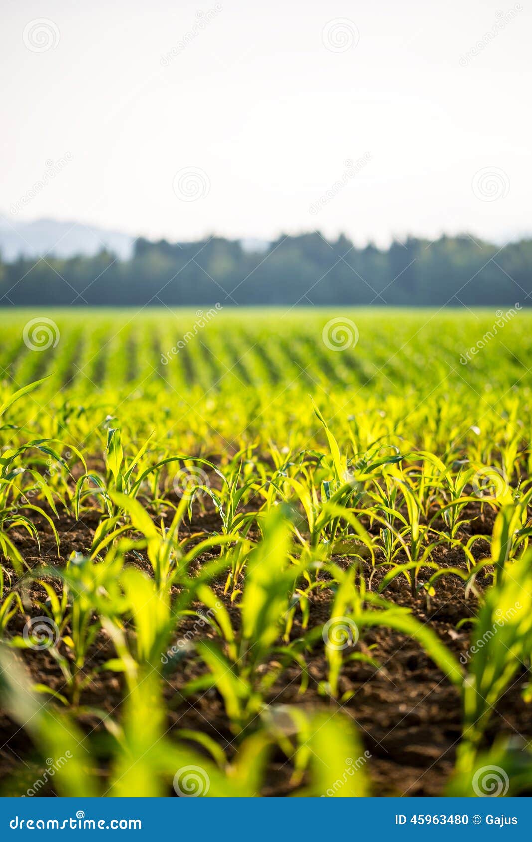 field of young maize plants
