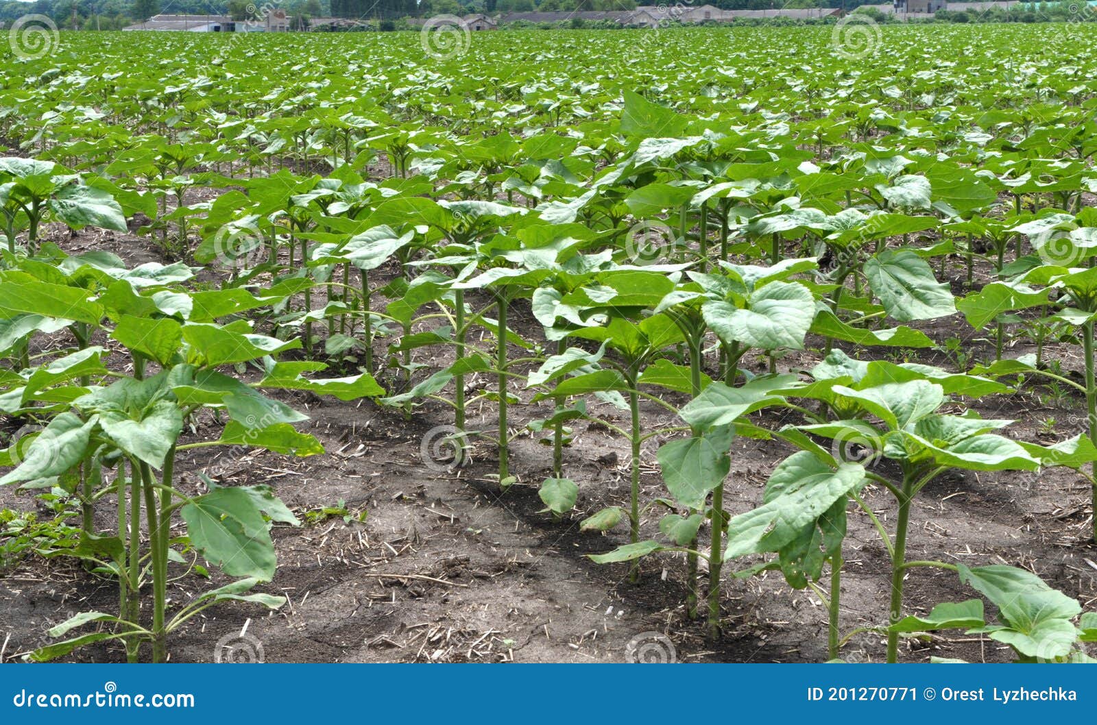 Young Sunflower Using Herbicides is Protected from Weeds Stock Image