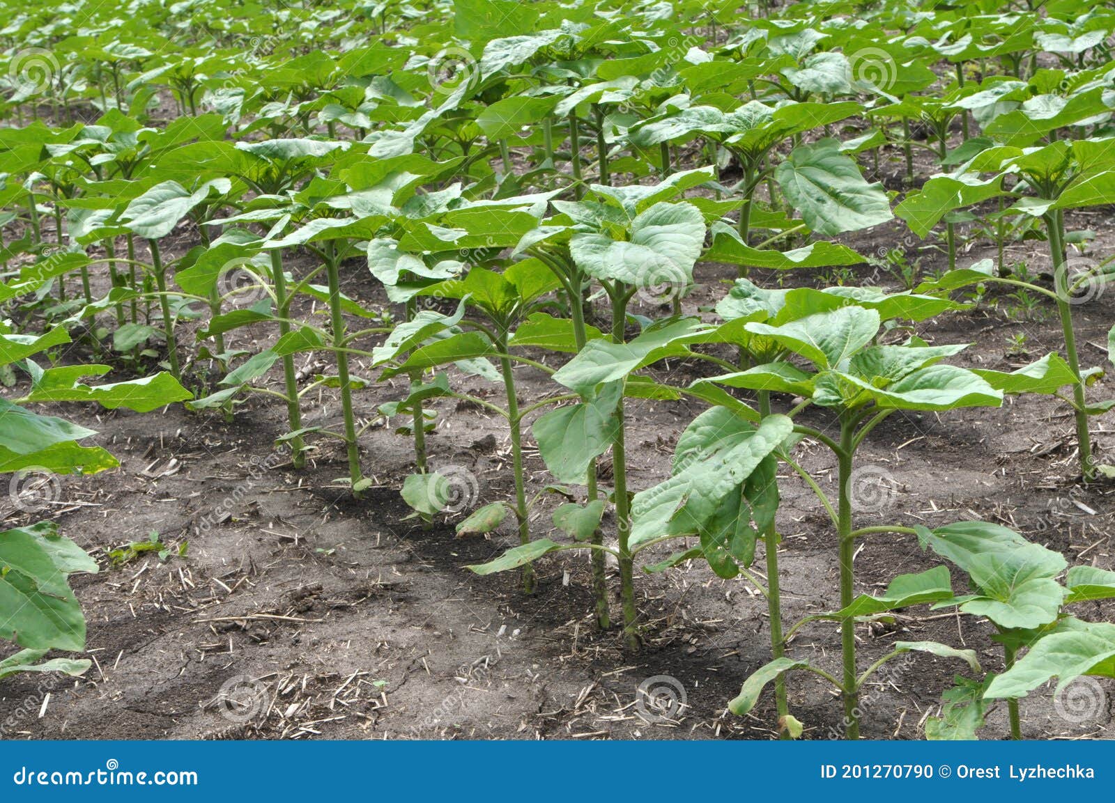 Young Sunflower Using Herbicides is Protected from Weeds Stock Photo