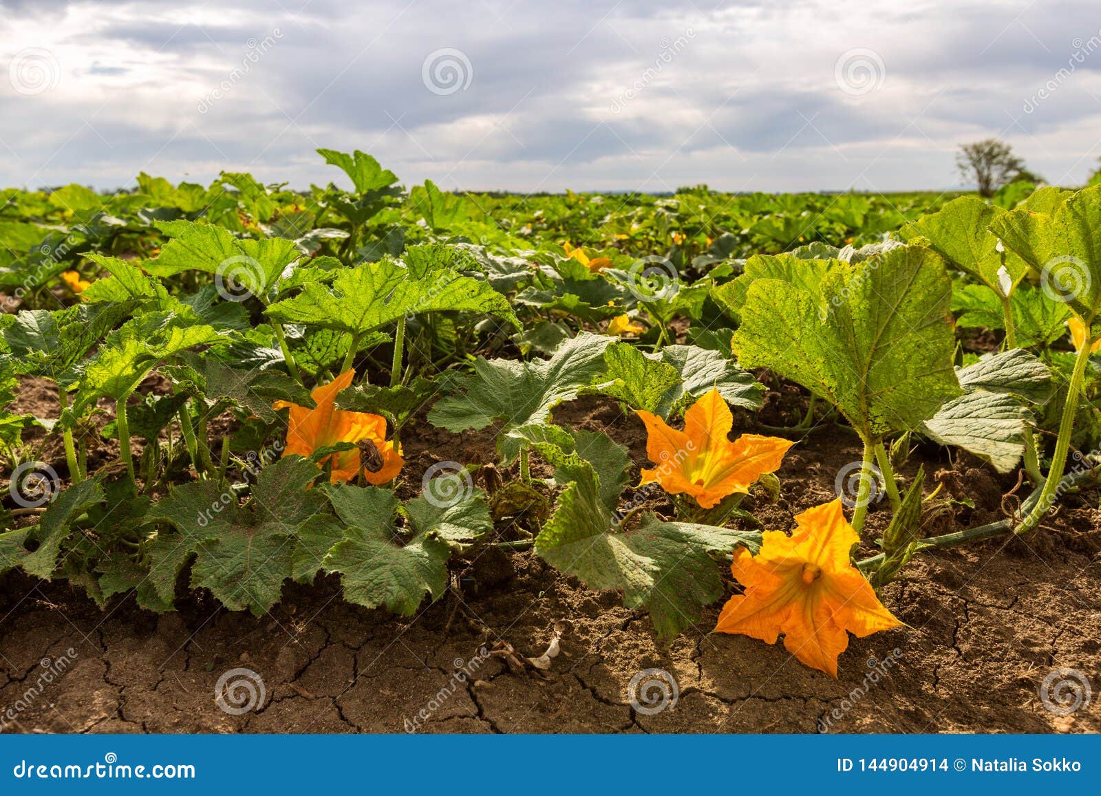 Field of Zucchini with Yellow Flowers Stock Photo Image of field