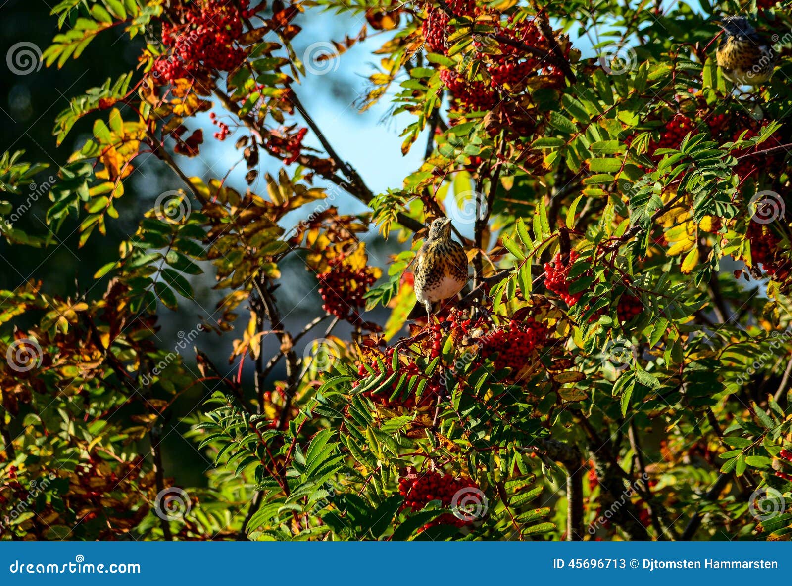 Fieldfare eating berries stock image. Image of tree, eating 45696713