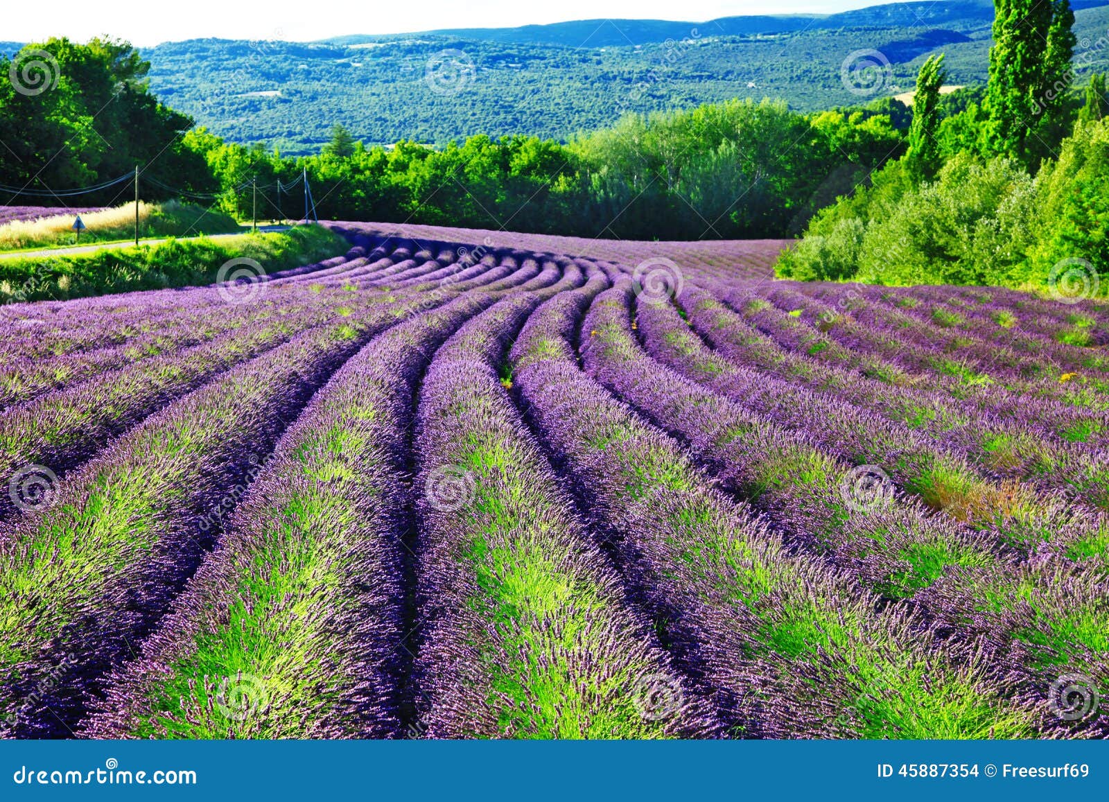 fields of blloming lavander in provence