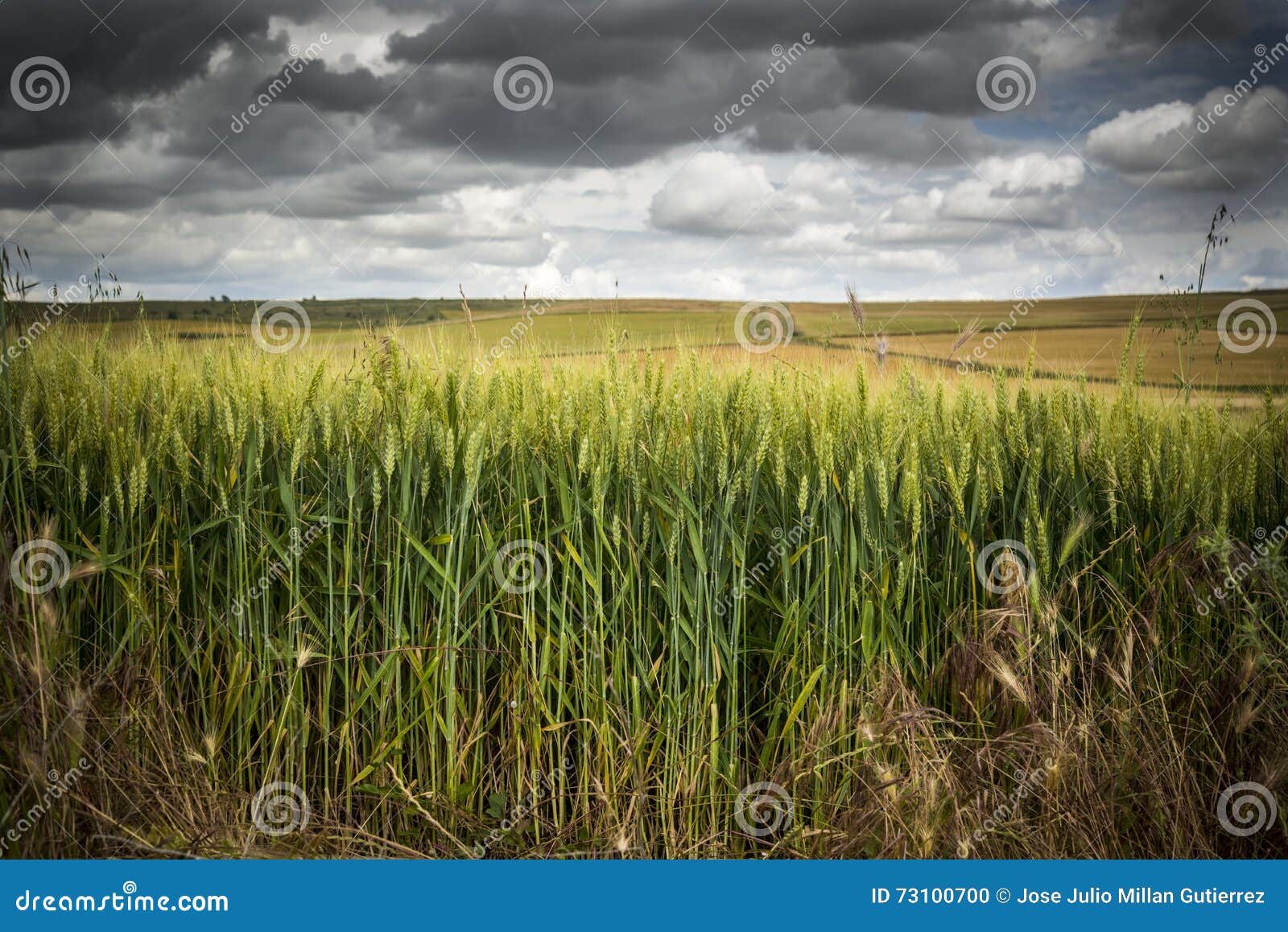 fields of castile