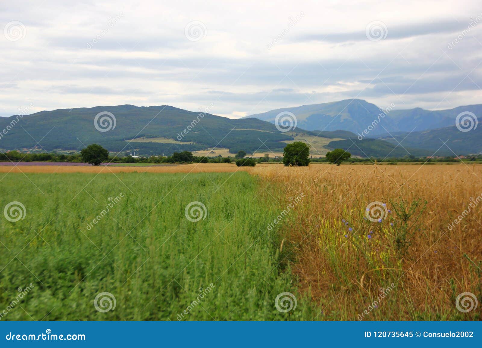 fields with different plantings