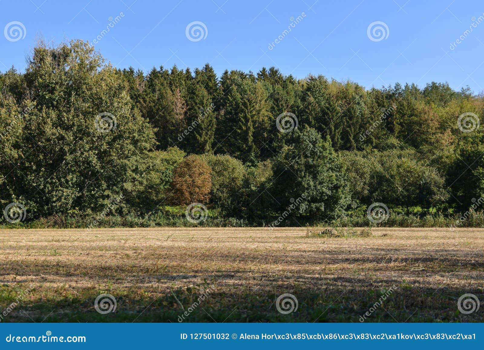 Field at the Edge of a Forest with Shadows of Trees Stock Photo Image