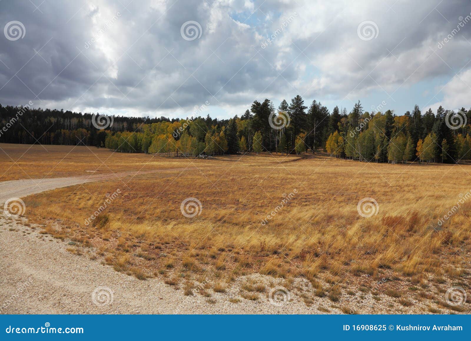 Fields and Forests on the Road Stock Image Image of national, grass