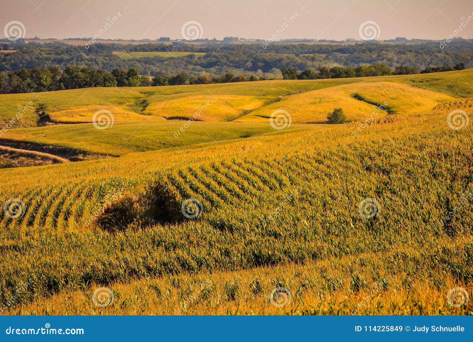 fields of gold in the corn state of iowa