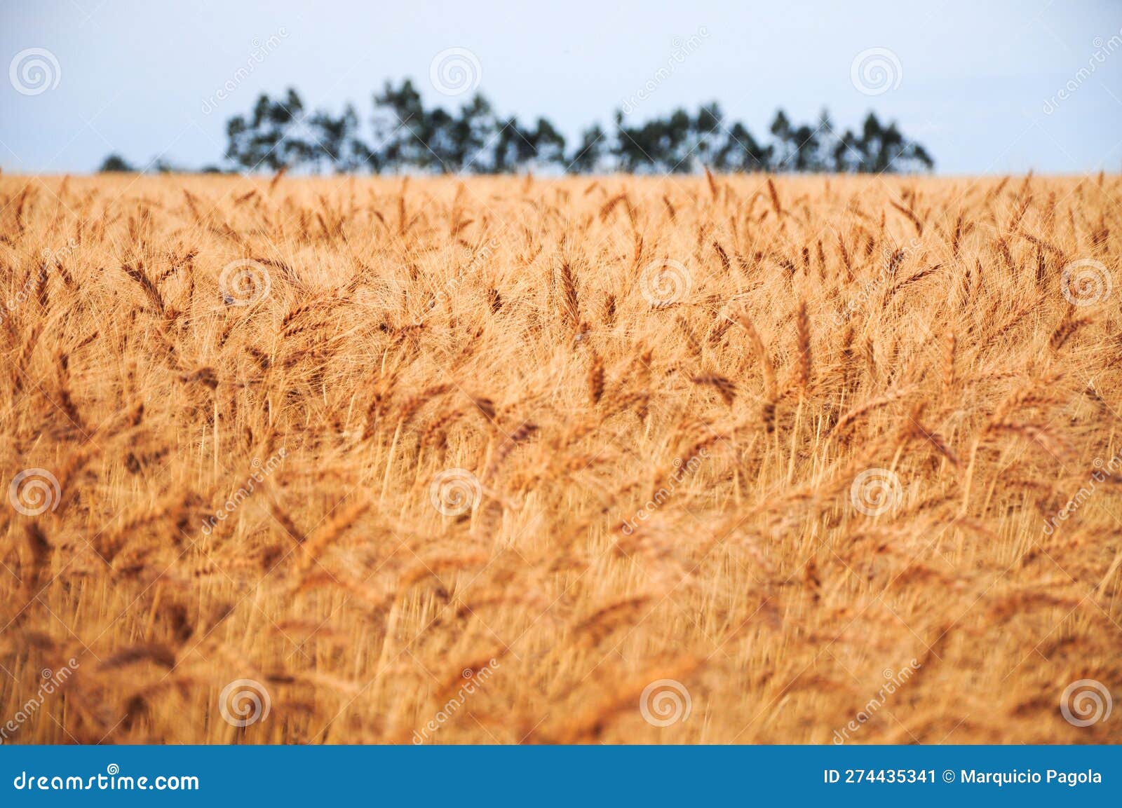 fields of golden crops and scattered trees adorn the landscape in juan lacaze, uruguay.