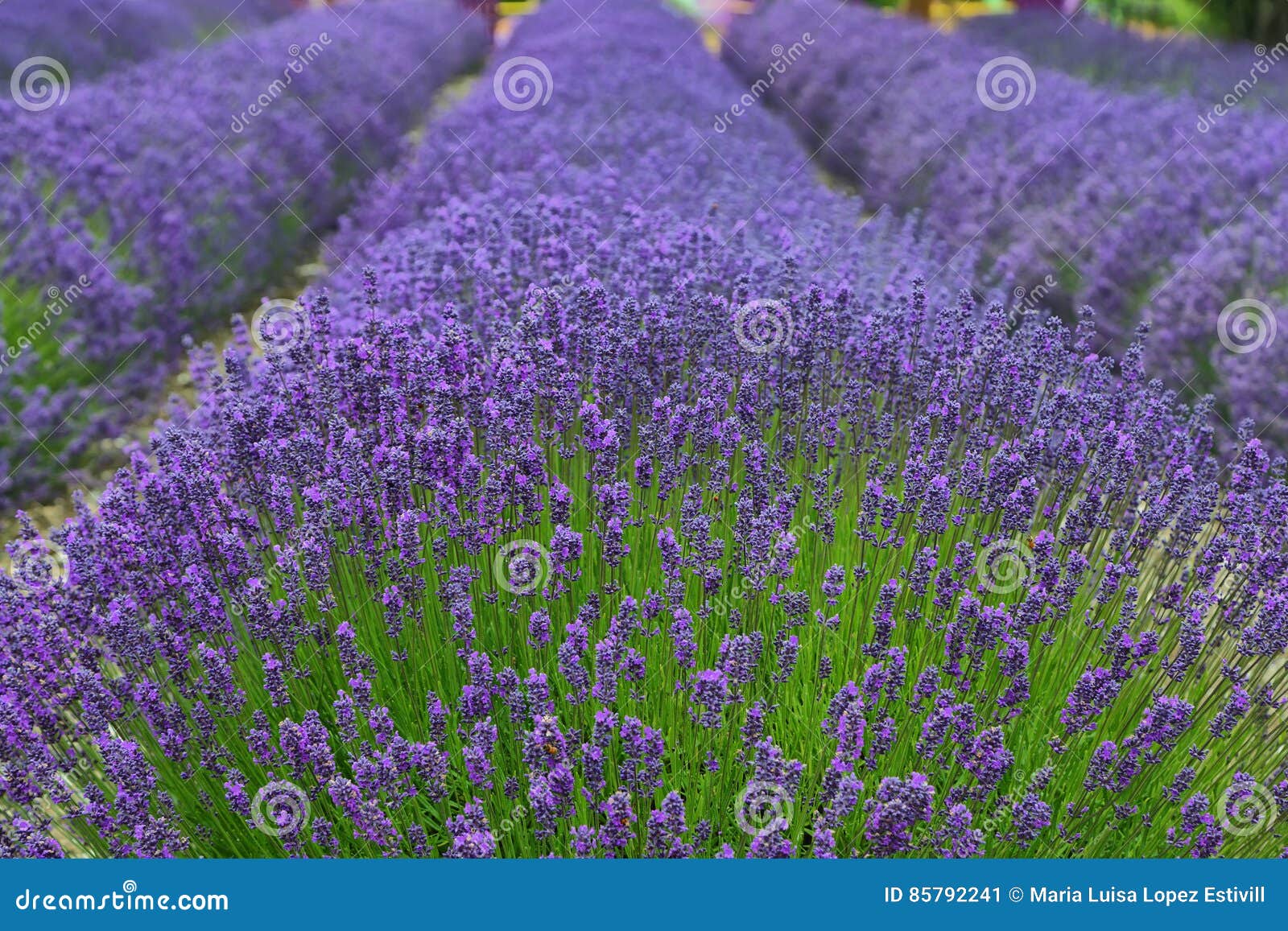 Fields of Lavender in Washington State Stock Image Image of industry