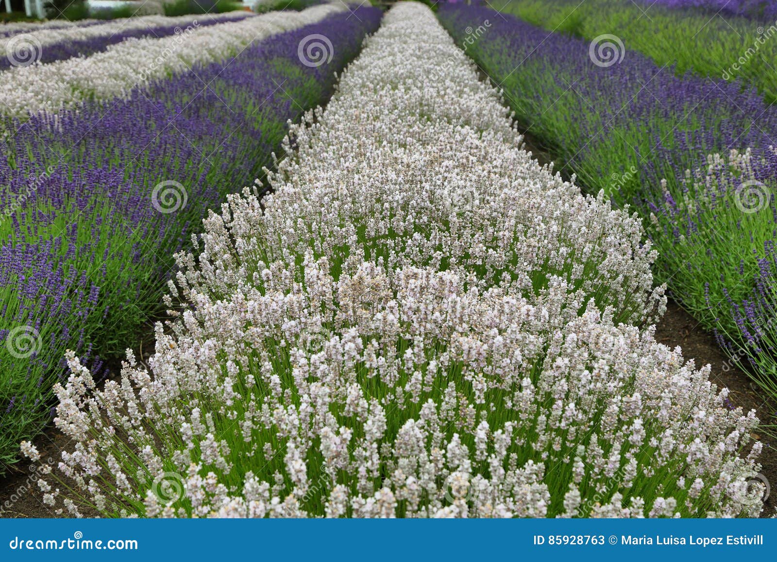 Fields of Lavender in Washington State Stock Image Image of flowers, lines 85928763