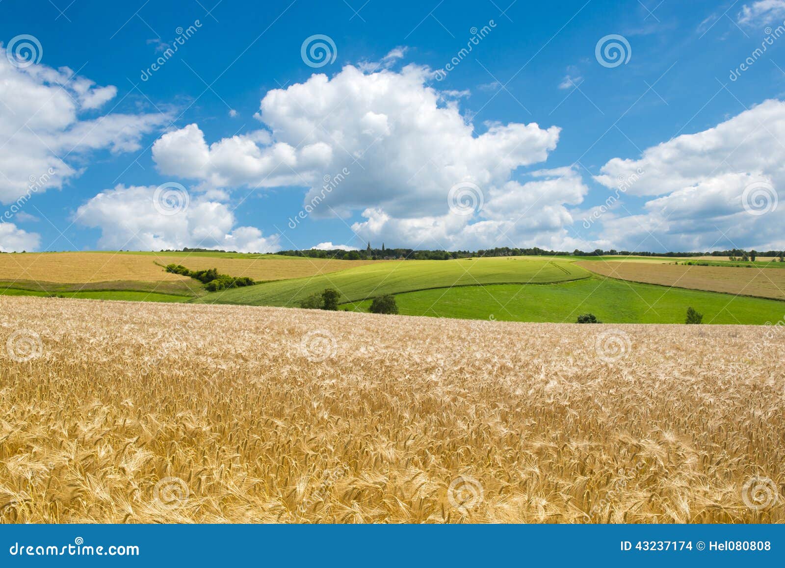 fields, meadows, clouds. wheat fields in agrarian landscape in early summer.