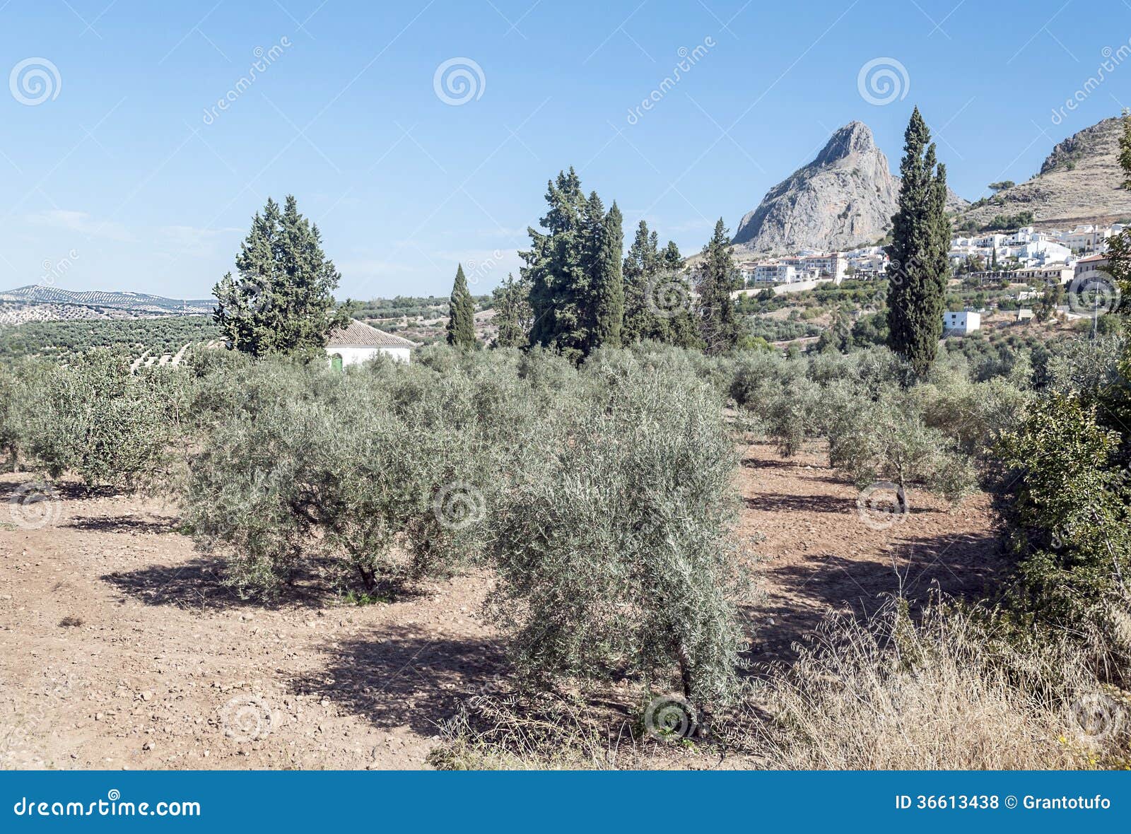 Fields of olives trees stock photo. Image of rural, mountains 36613438