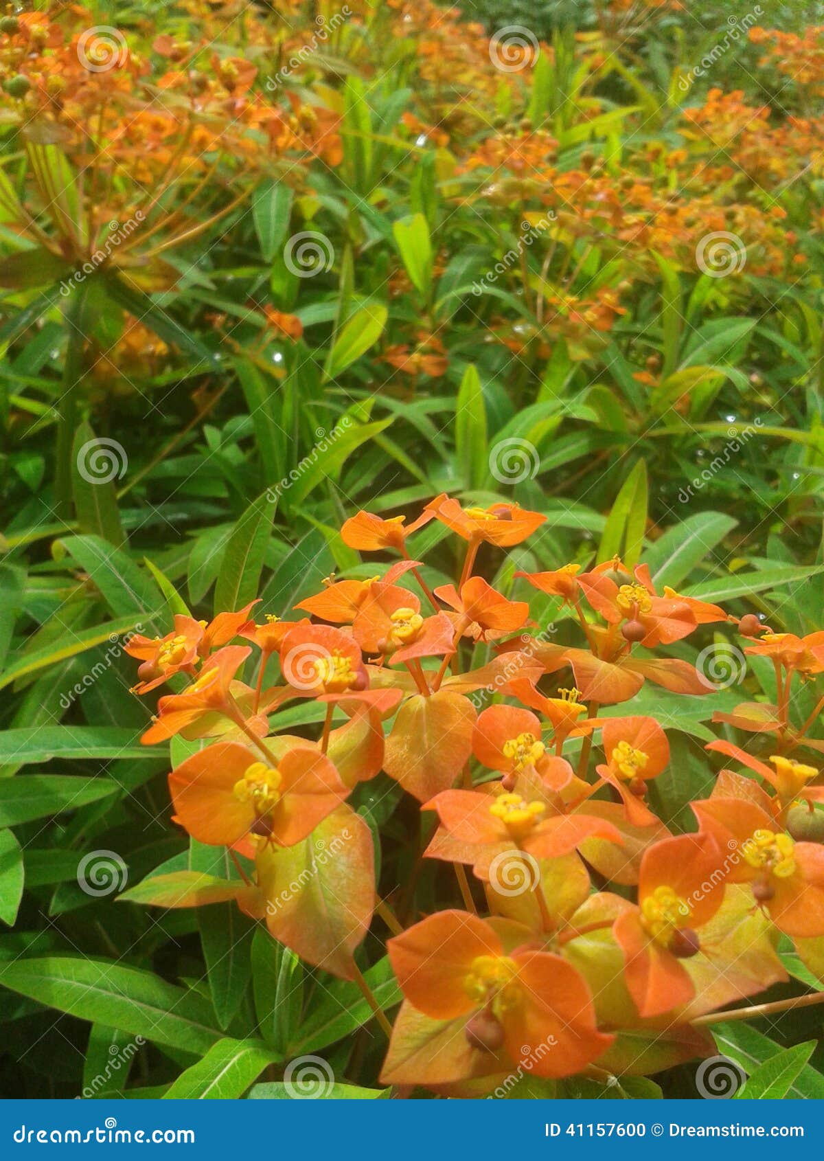 Fields of Orange stock photo. Image of bloom, orange 41157600