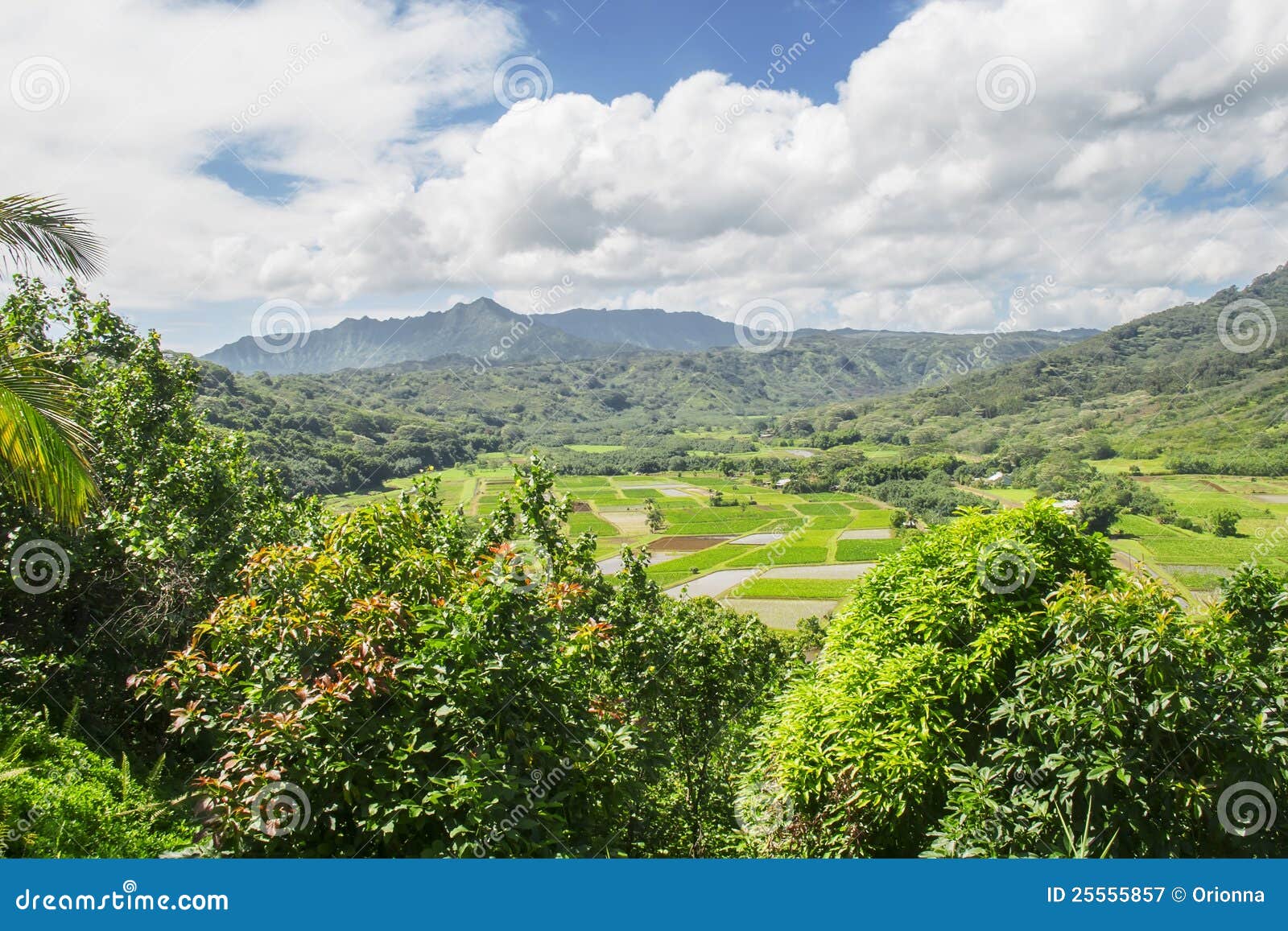 Fields of Taro, Hanalei Valley, Kauai, Hawaii Stock Image Image of