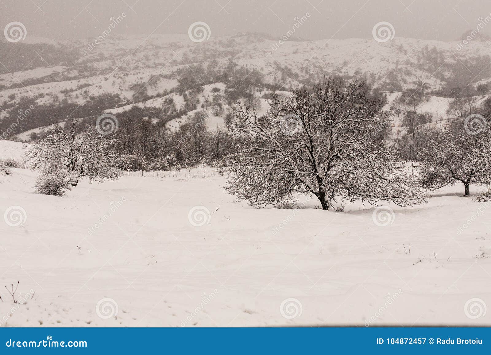 winter scene and walnut tree