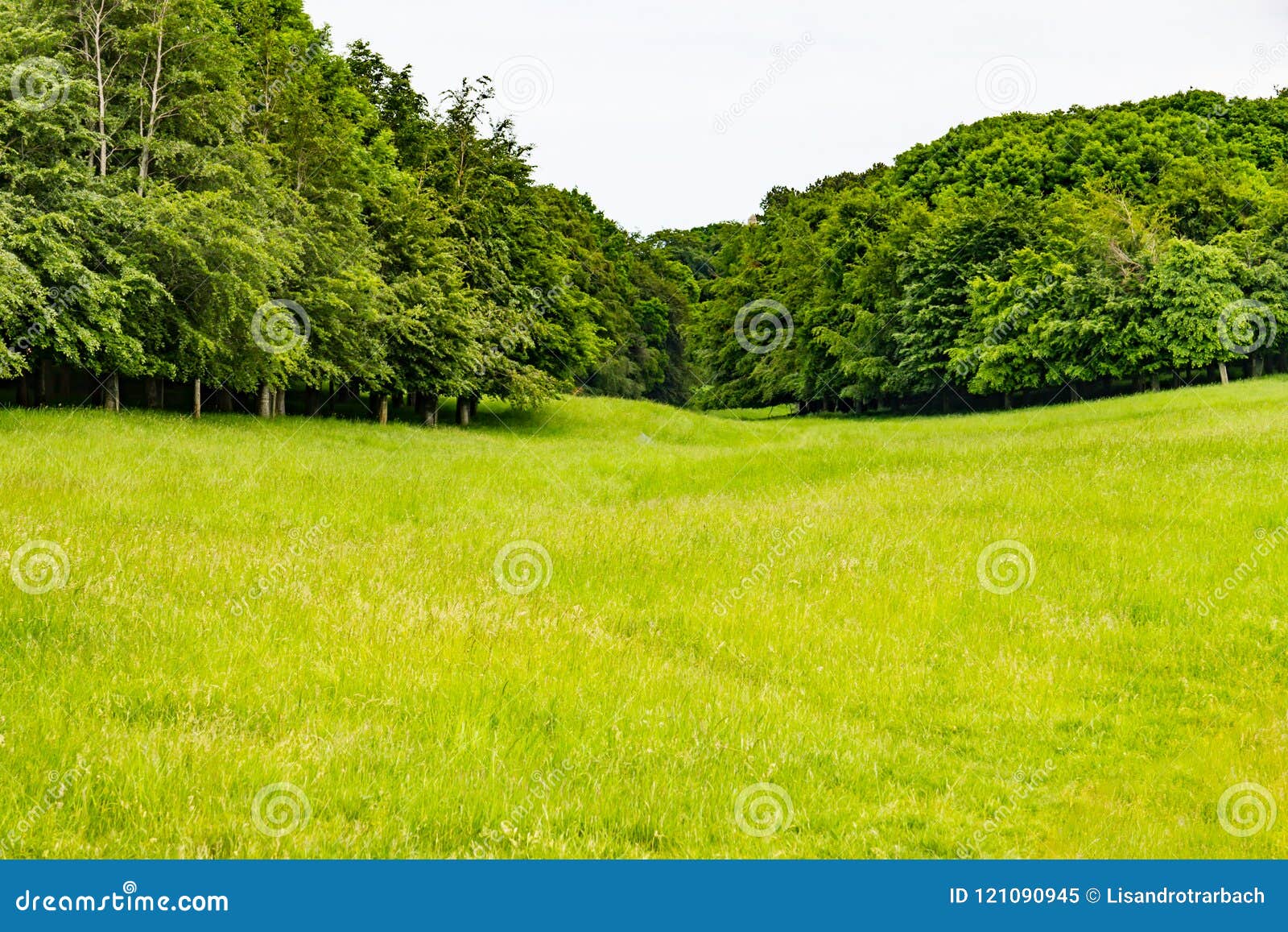 Fields and Trees in Phoenix Park Stock Image Image of grass, shadow