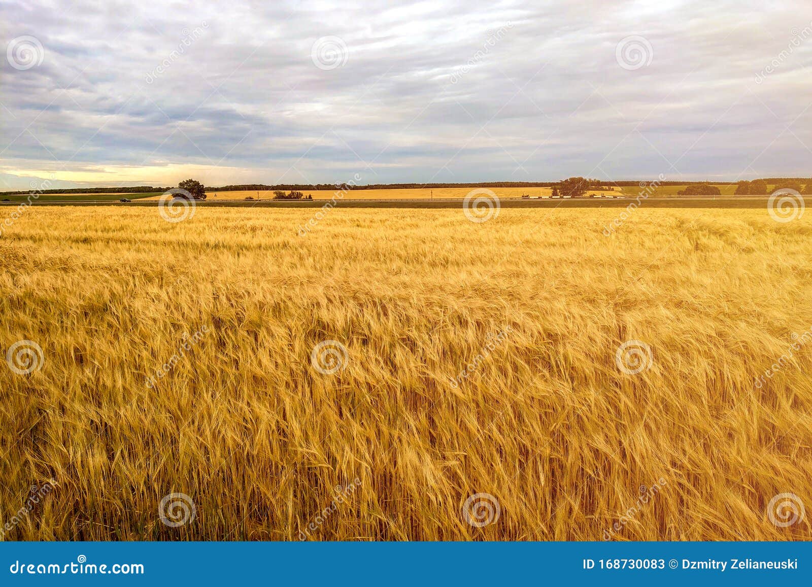 Fields of Wheat at the End of Summer Fully Ripe Stock Image Image of