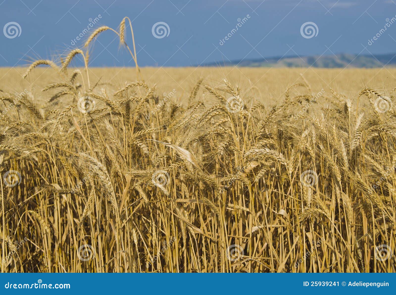 fields of wheat, palouse, washington