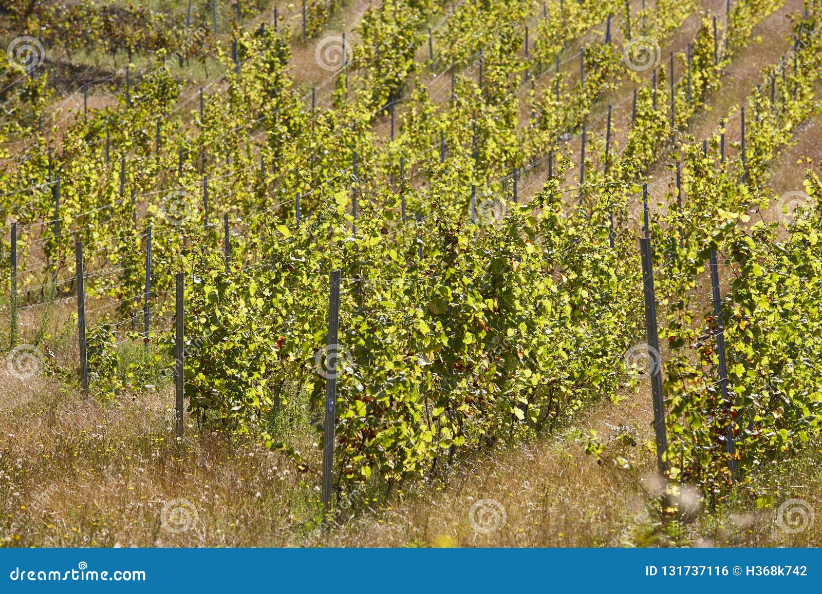 Fields of Wine Grapes in Rows. Vineyards in Spain Stock Photo Image