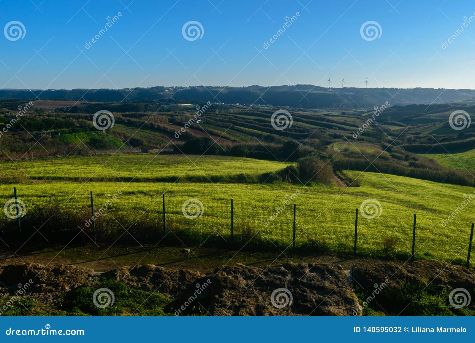 fields with yellow flowers and aerogenerators background, barril - mafra, portugal