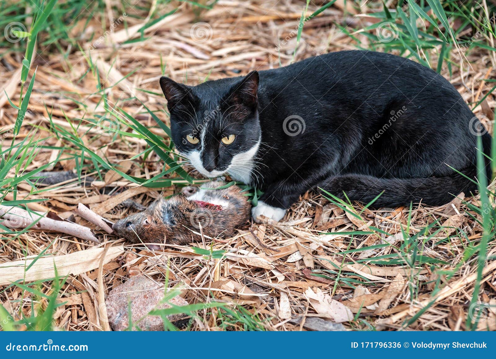 Fier Chasseur De Chat Rat Mort Dans L Herbe Photo Stock Image Du Animal Mort