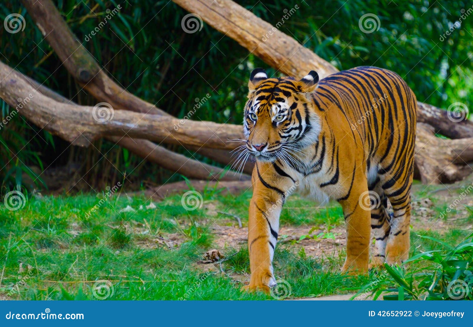 fierce tiger