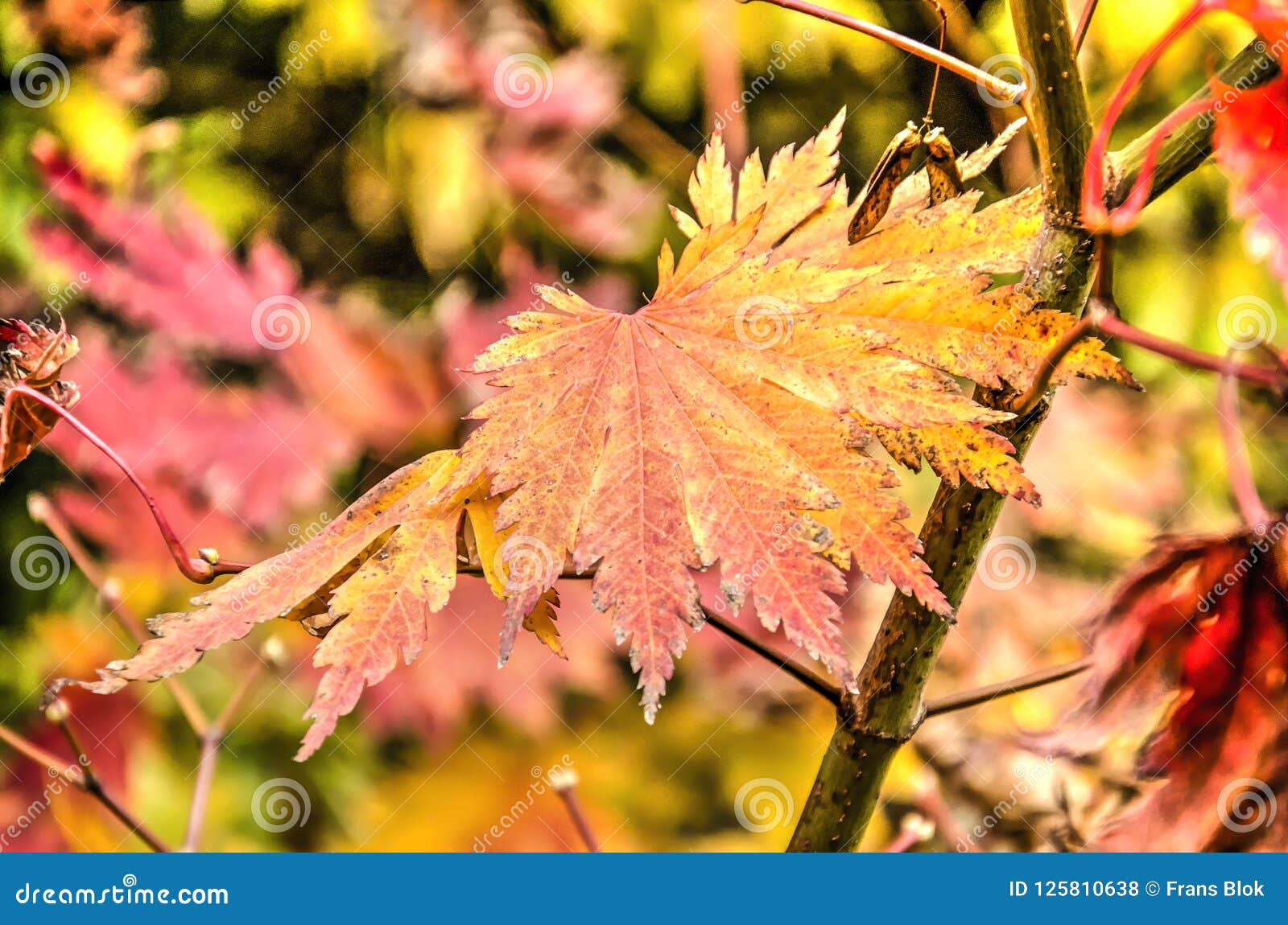 Fiery acer leaf in autumn stock photo. Image of fall - 125810638