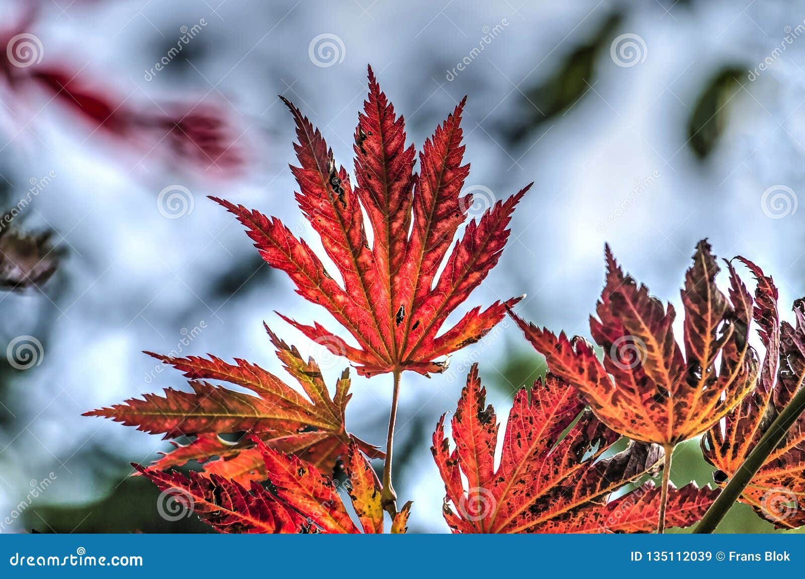 Fiery acer leaves stock image. Image of holland, tree - 135112039