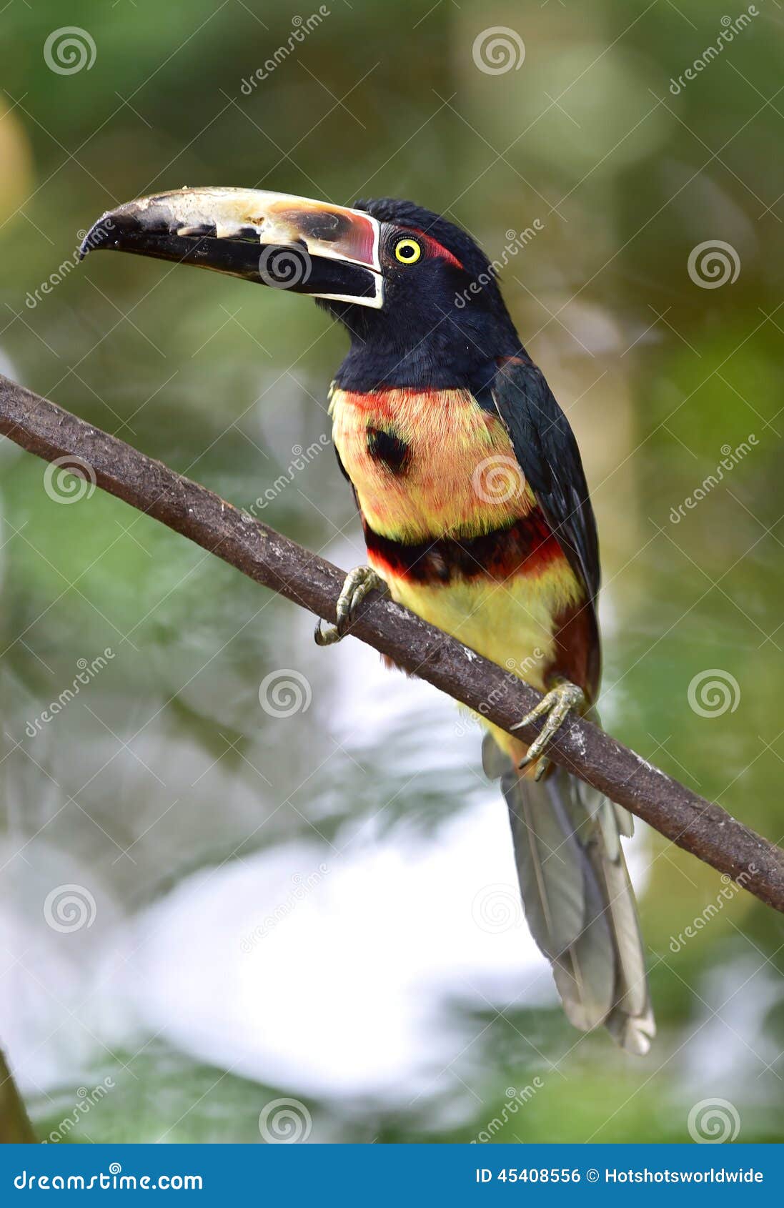 fiery billed aracari, saripiqui, costa rica