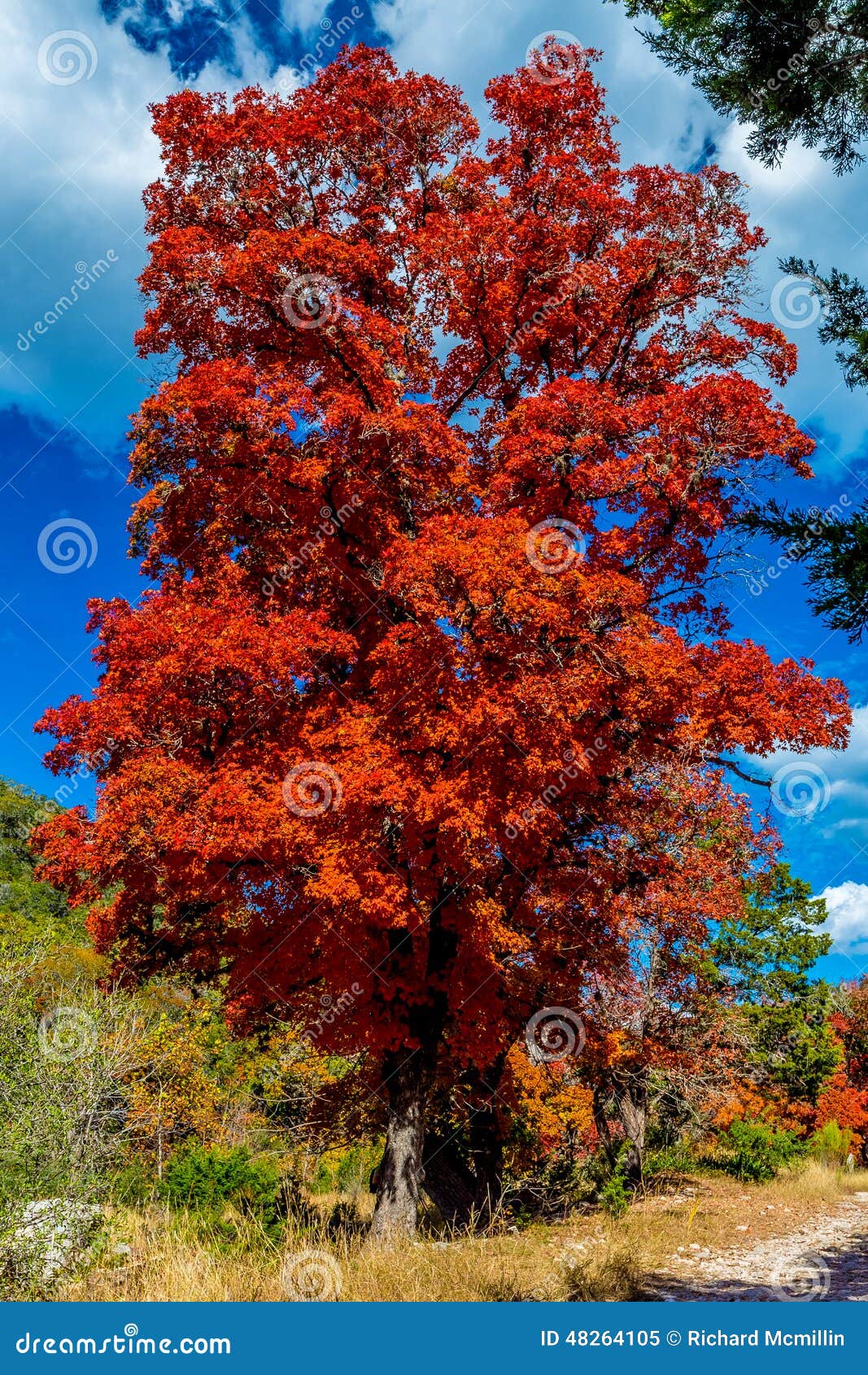 Fiery Orange Fall Foliage of Lost Maples State Park, Texas Stock Image
