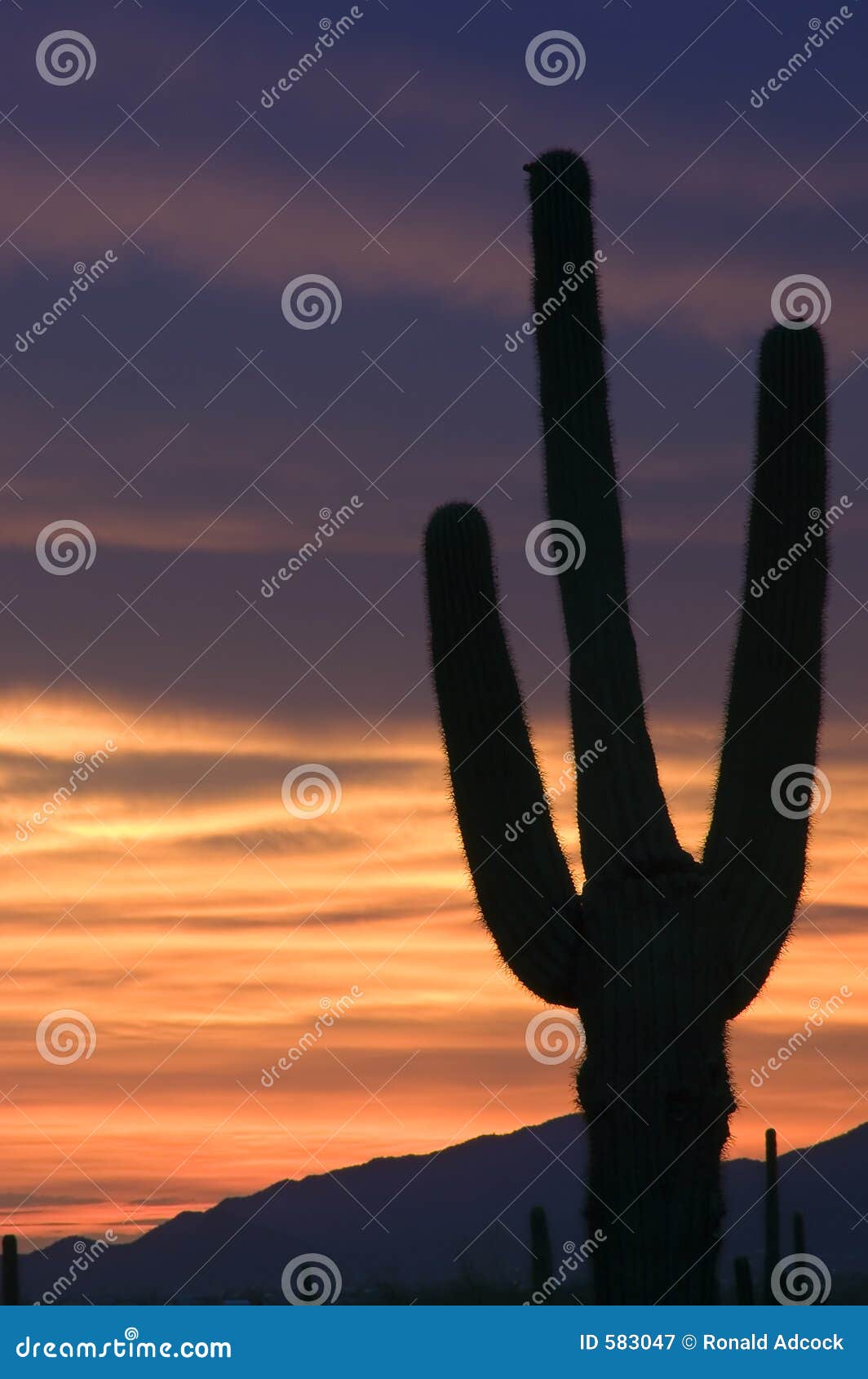 fiery sunset in the sonoran desert