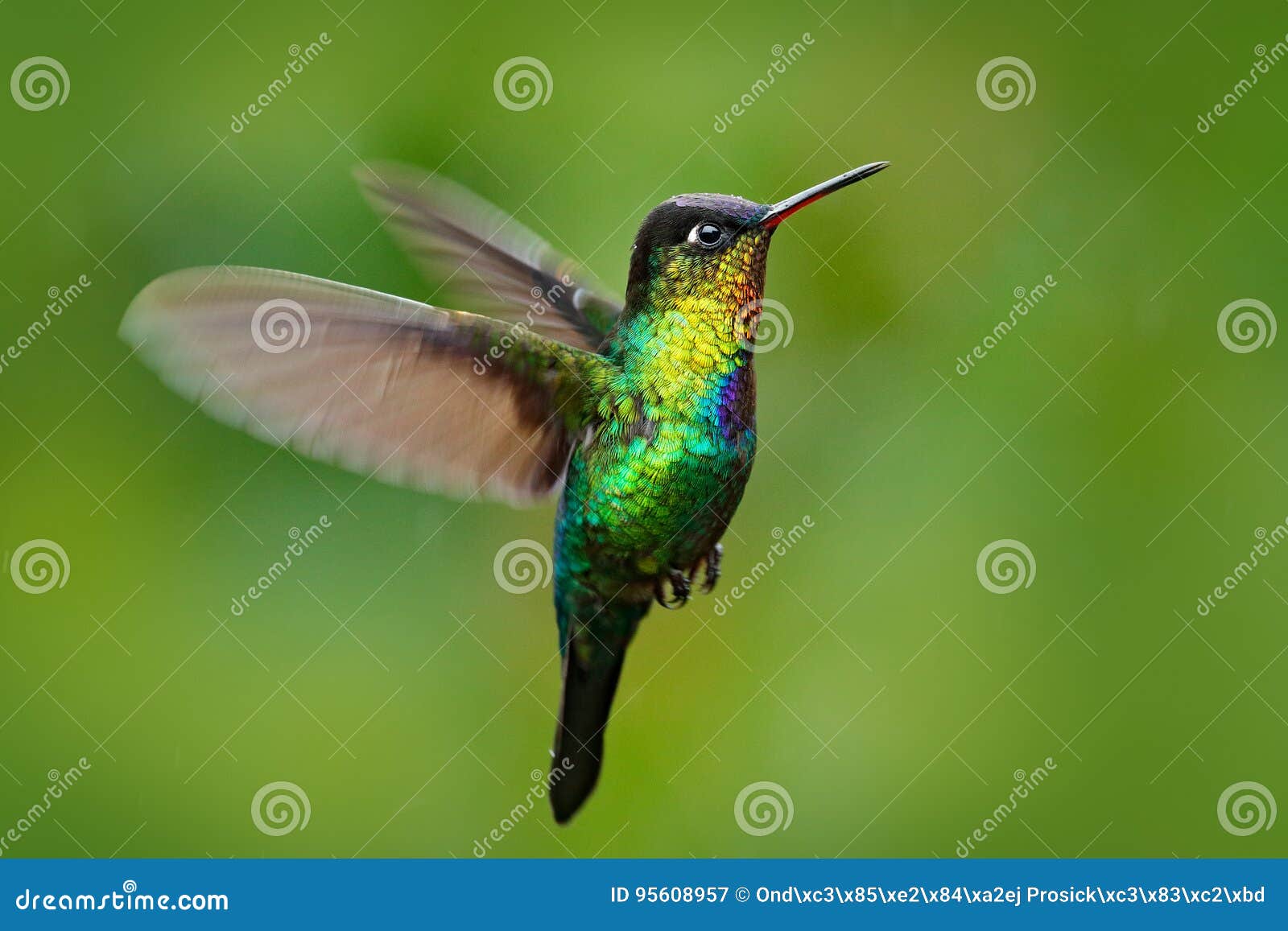 fiery-throated hummingbird, panterpe insignis, shiny colour bird in fly. wildlife flight action scene from tropic forest. red glos