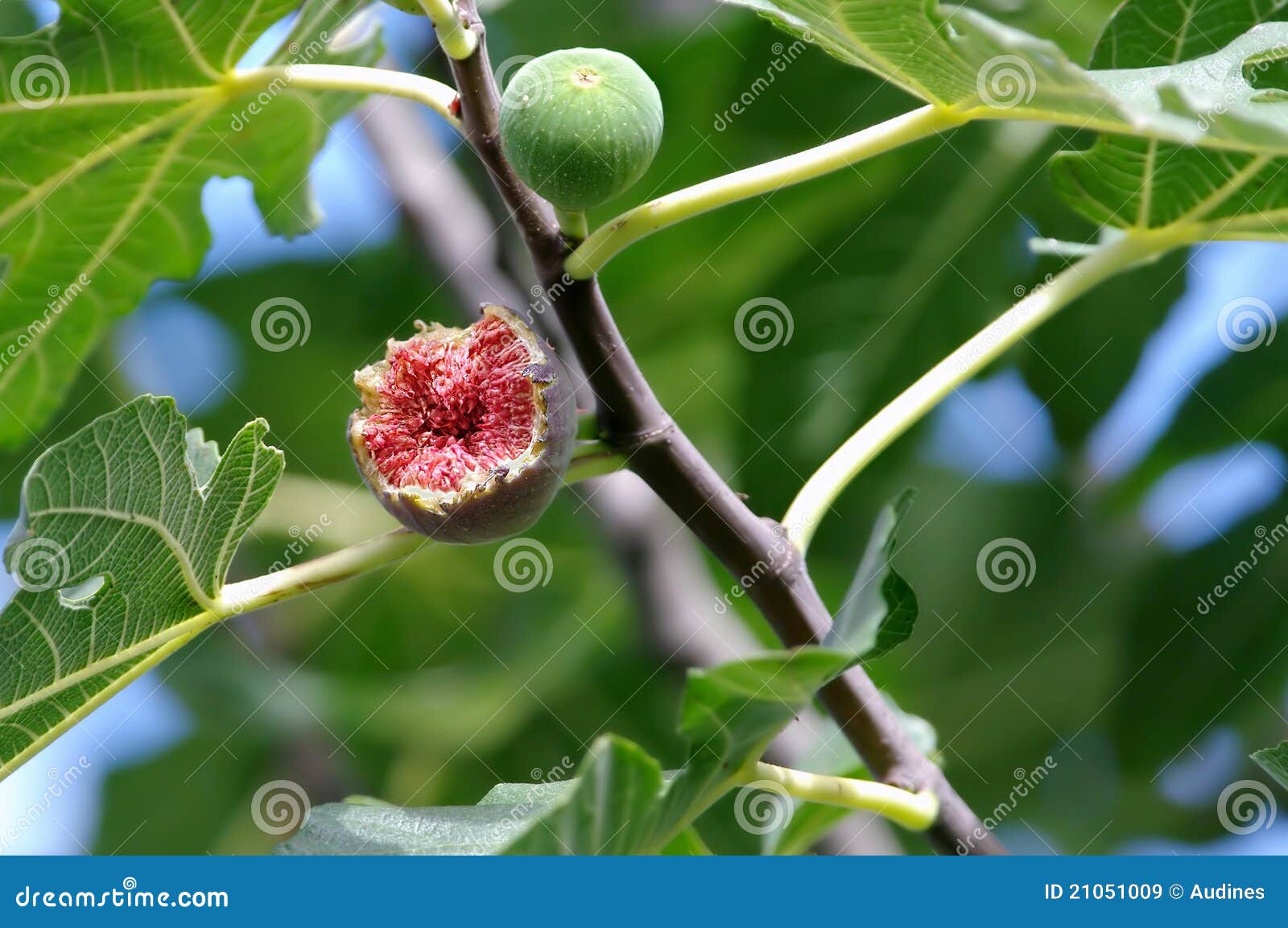 Fig stock image. Image of purple, fresh, sweet, agriculture 21051009