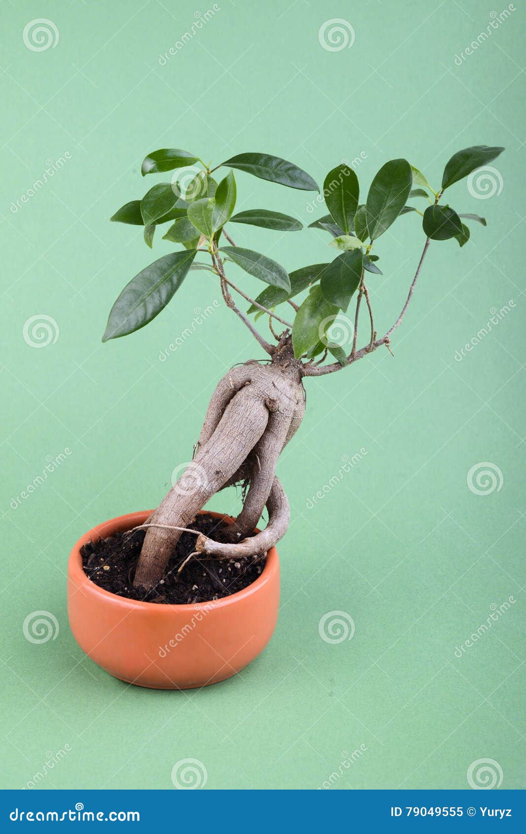 Fig bonsai in pot on green stock image. Image of green 79049555